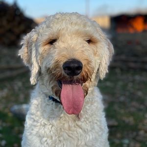 Meet your Posher, Nathan